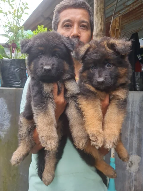 Awesome German Shepherds, Heavy Coats