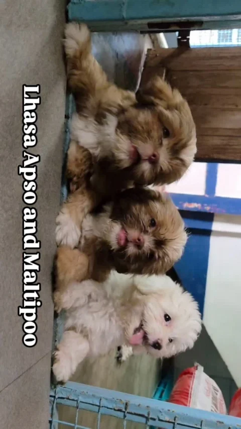 Beautiful Apso Puppies and a Full White Maltipoo Pup available.