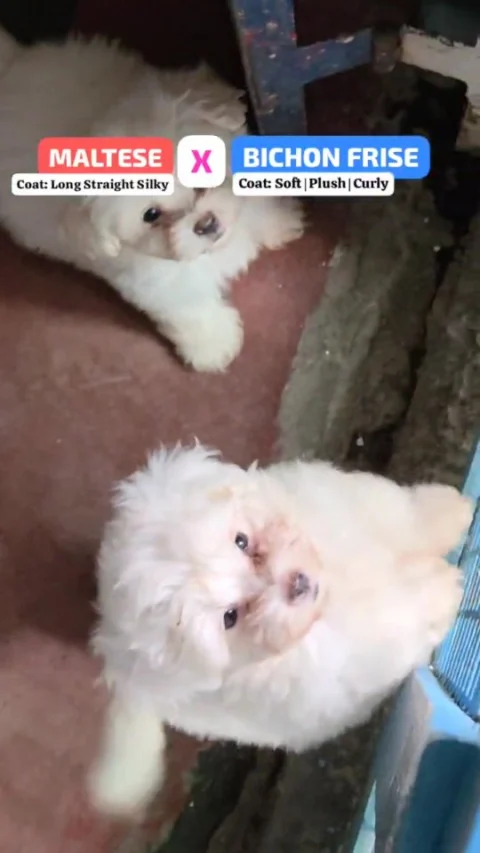 "✨ Introducing our Maltichon Puppies – born 18th August 2025