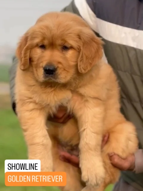 👑 Ultra-Luxury Showline Golden Retriever Puppies 👑