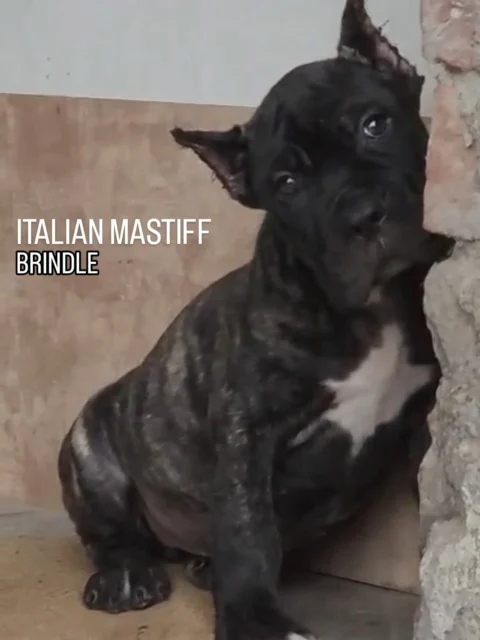 Some dogs guard a property. Others guard a legacy.