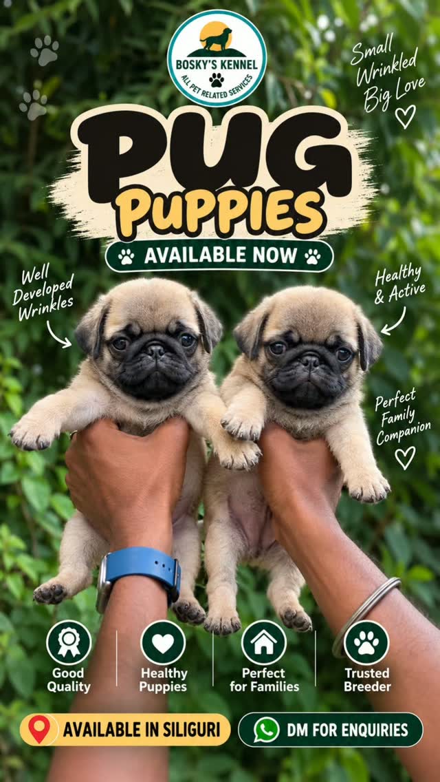 🐾 Pug Puppies ❤️