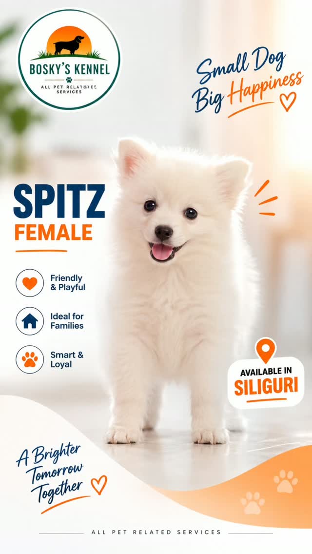 🐾 SPITZ FEMALE AVAILABLE IN SILIGURI 🧡