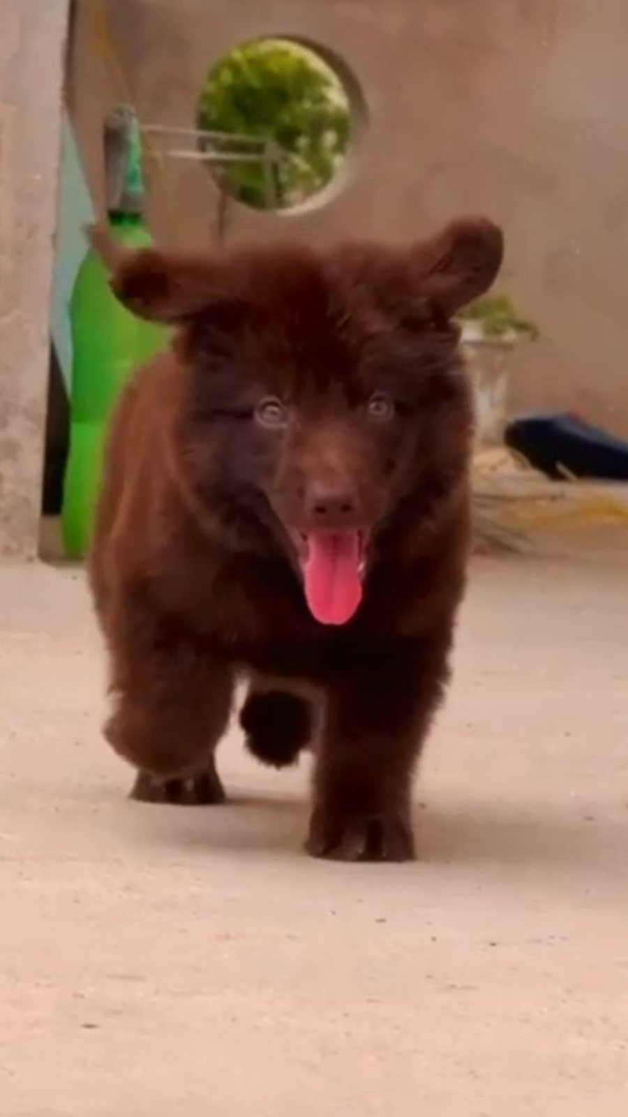 German Shepherd · Dog · Solid Chocolate / Liver German