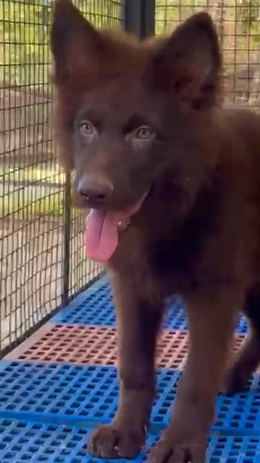 German Shepherd · Dog · Solid Liver German Shepherd puppy