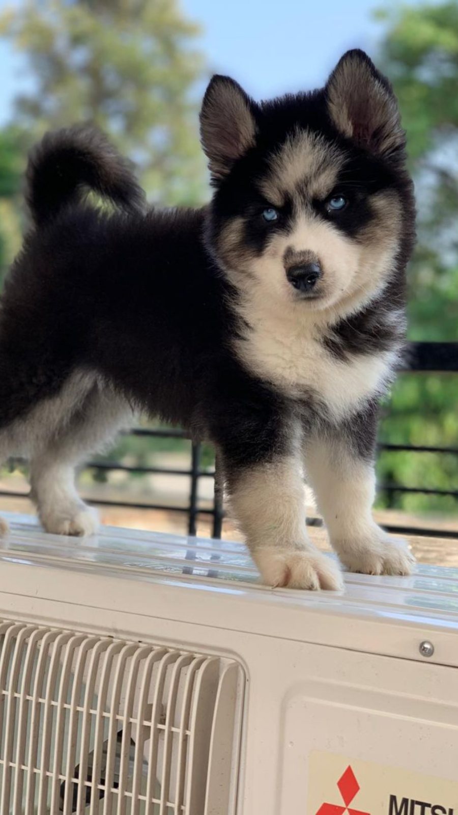 Siberian Husky · Dog · Below 3 Months · KA