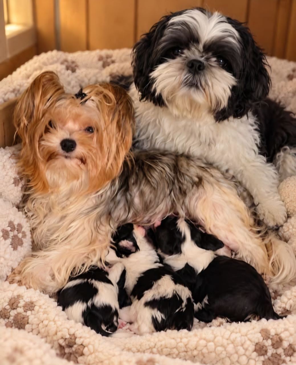 Shihtzu Biewer Mix · Dog · Pixie's puppies. Designer Breed.