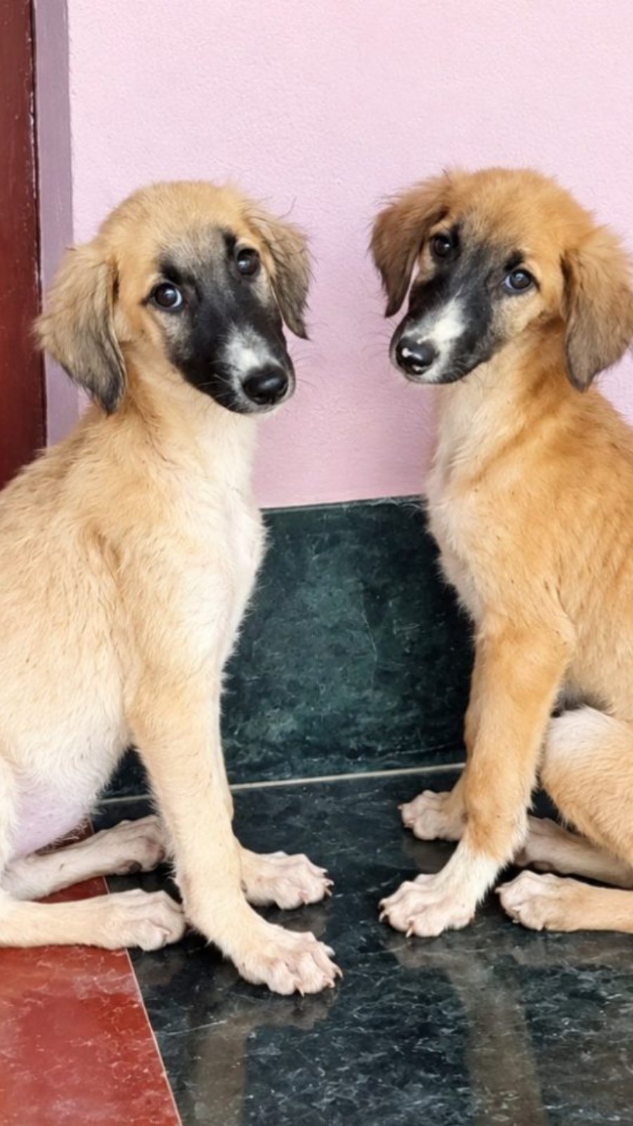 Pashmi Hound · Dog · Cream Golden Brown · Pashmi
