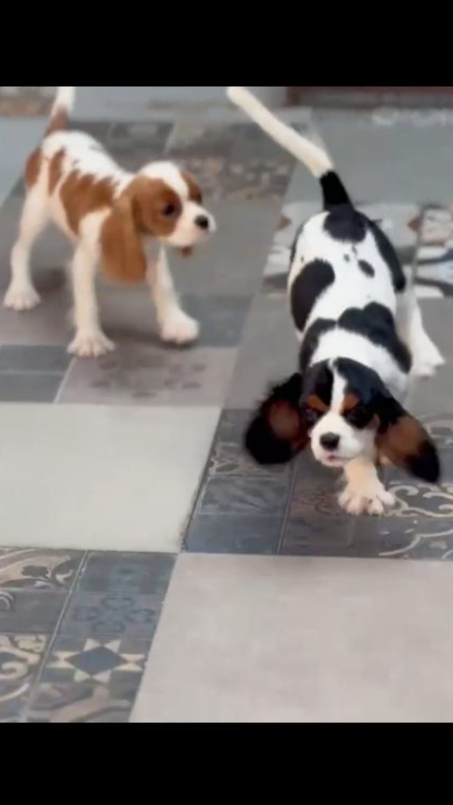 King Charles · Dog · Tricolour · Pashmi Hound Puppies