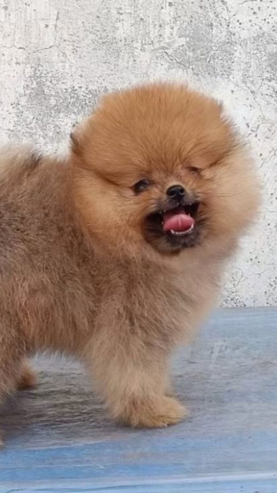 Pomeranian · Dog · Cream Golden · Toy Size Show