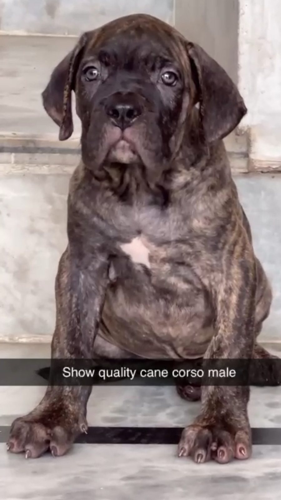 Cane Corso · Dog · Attractive Brindle Cane Corso Puppy