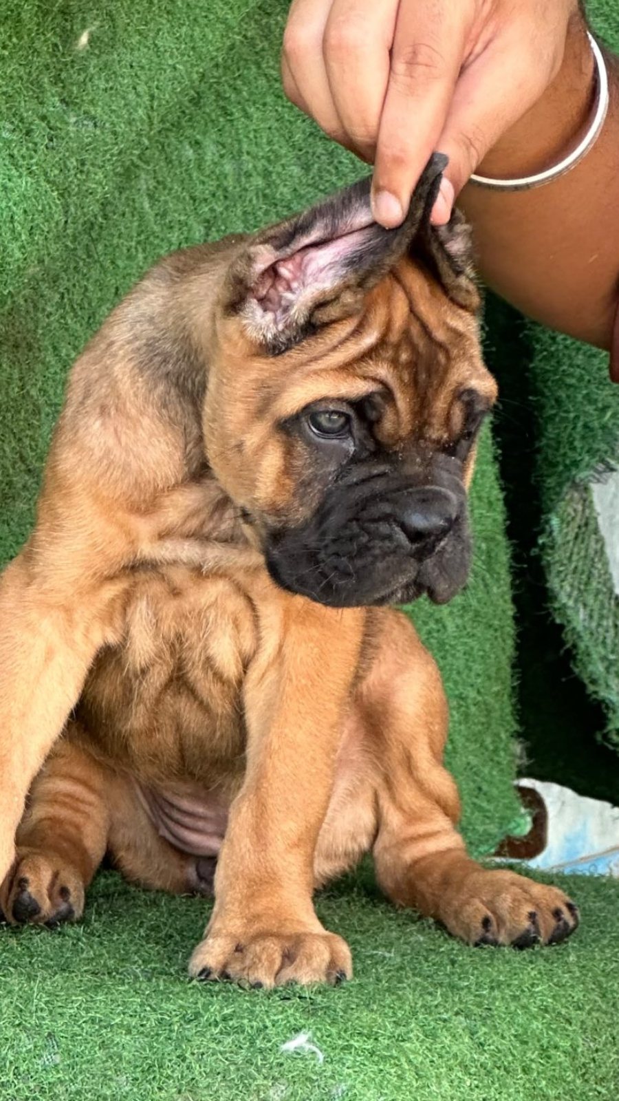 Cane Corso · Dog · Fawn Cane Corso · Fawn